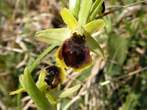 Ophrys aranéola    