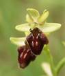 Ophrys aranifera  