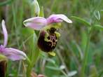 Ophrys fuciflora  